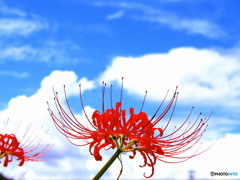 青空と彼岸花