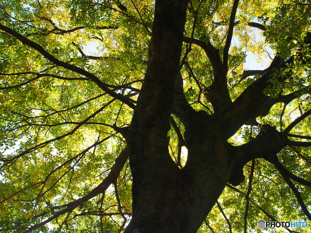 色付き始めた樹