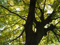 色付き始めた樹