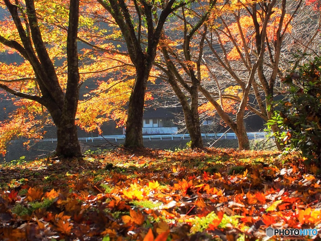今年の紅葉はどこに。