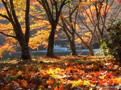 今年の紅葉はどこに。