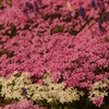 芝桜