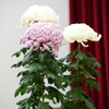 紅白菊