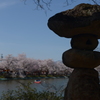 石灯篭と桜