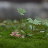 苔の中