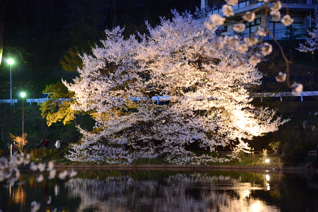 桜ライトアップ