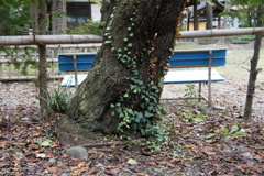 ベンチ