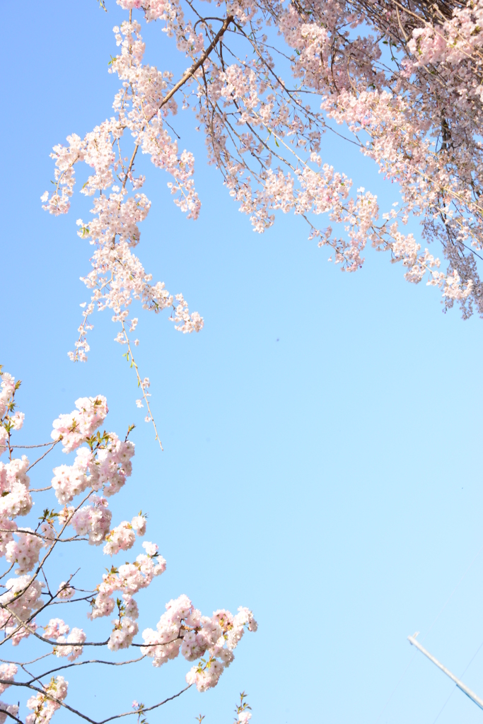 空と桜