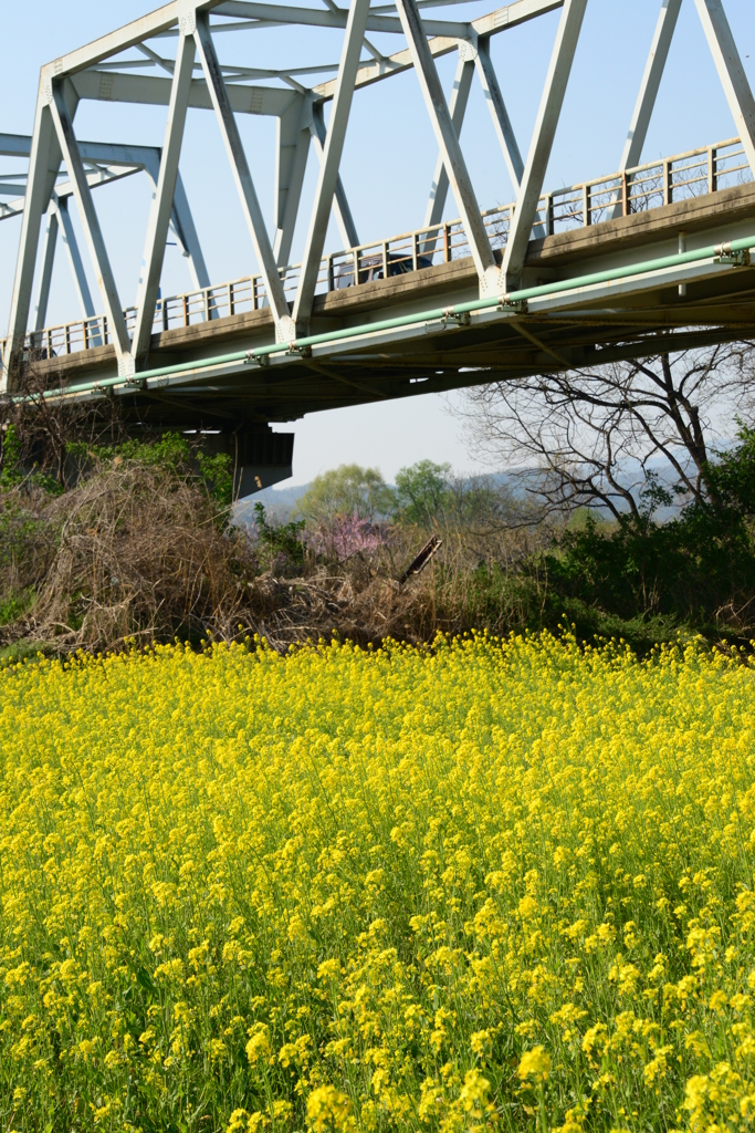 鉄橋と黄色