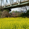 鉄橋と黄色