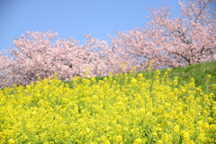 菜の花と八重桜