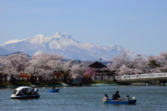 雪山と桜