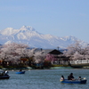 雪山と桜