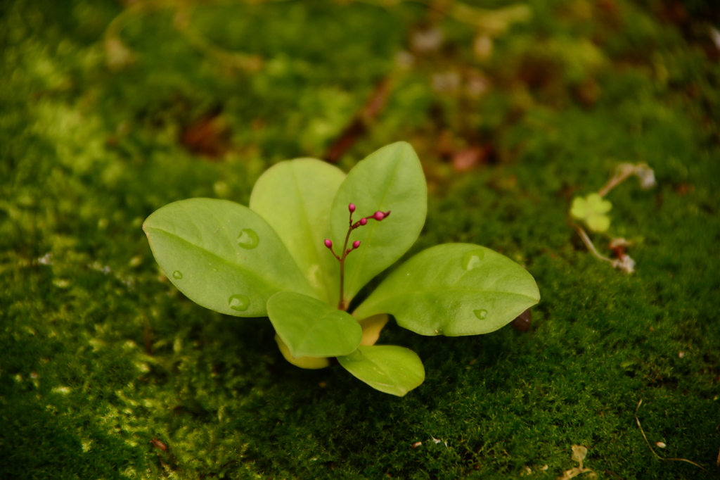 苔の中に