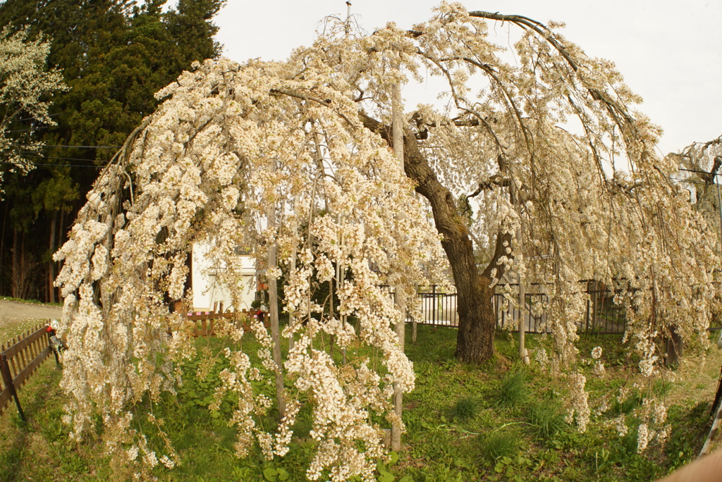 しだれ桜