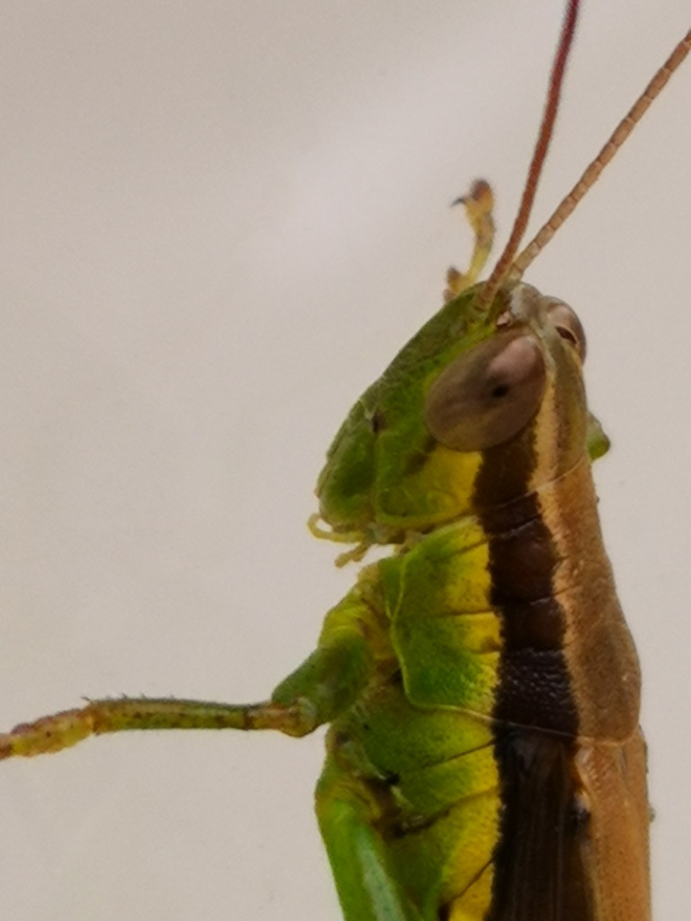 窓ガラスにしがみつく