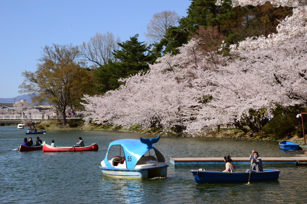 桜
