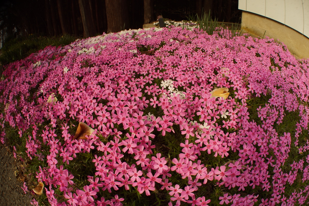 芝桜