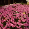 芝桜