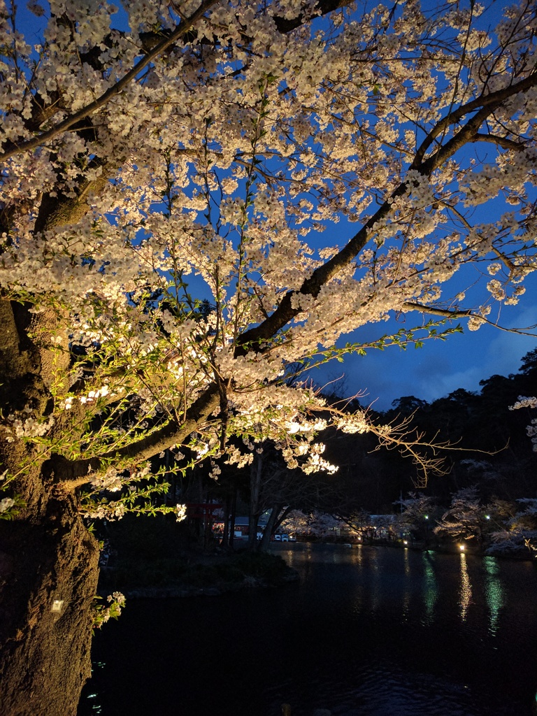夜桜