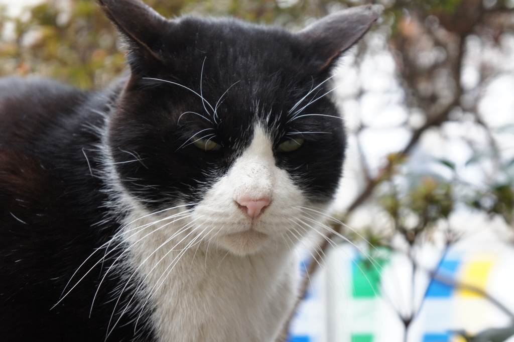 猫