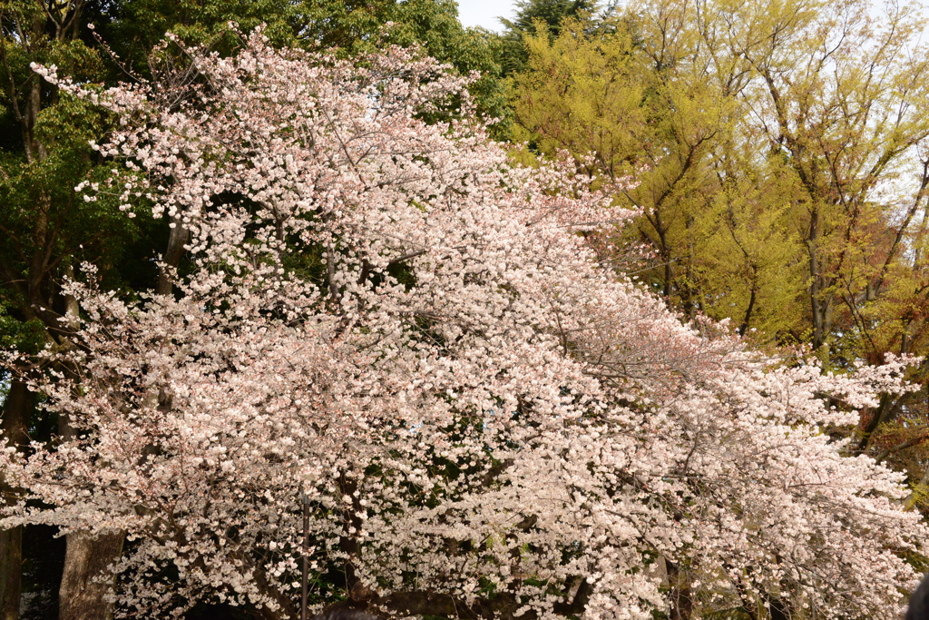 桜