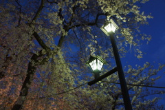 街灯と桜