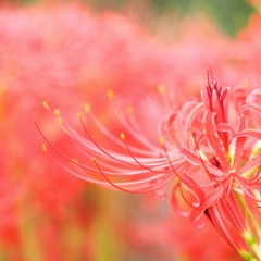 彼岸花
