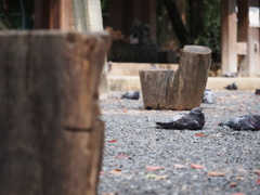 ハトポトポト