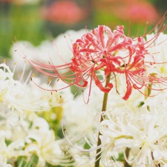 紅一点