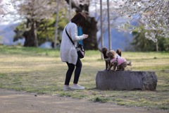 お花見