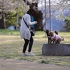 お花見