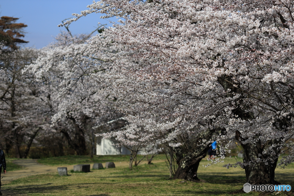 桜
