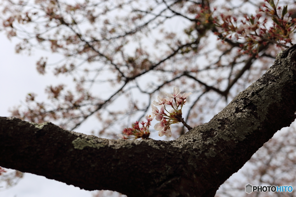 桜