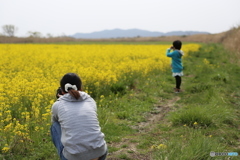 菜の花畑で