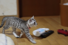 ポッキー