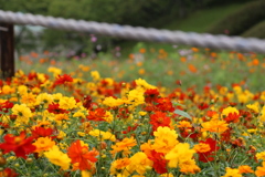 公園