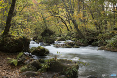 燃える紅葉過ぎれば冷たい冬が来る