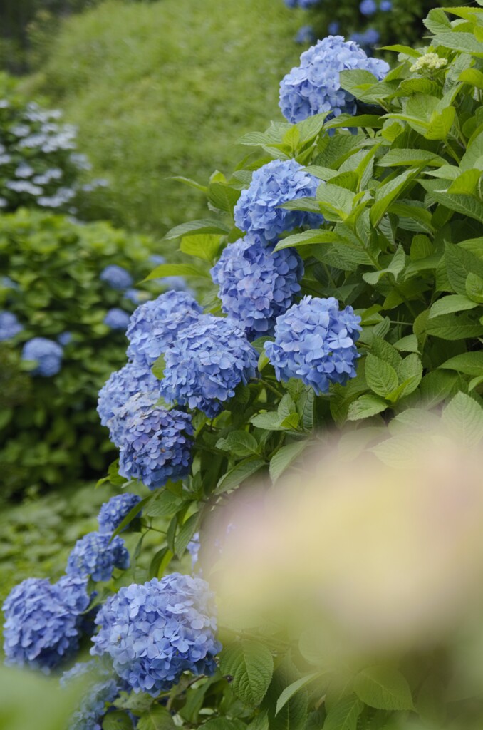 湯之原紫陽花と命名しようかな＾＾；