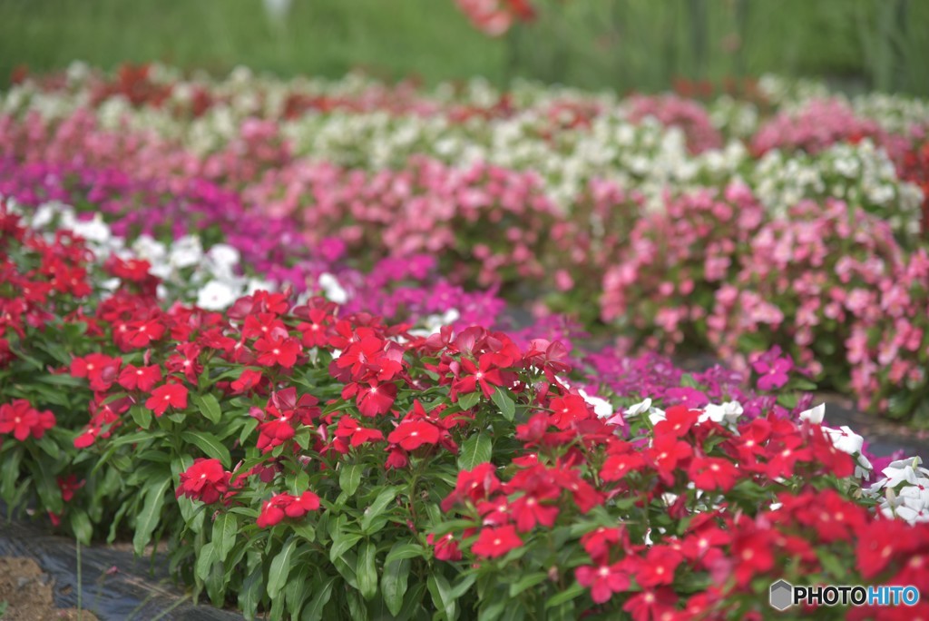 こんなに可愛らしいのに気づかないの？【道端の花々】