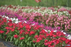 こんなに可愛らしいのに気づかないの？【道端の花々】