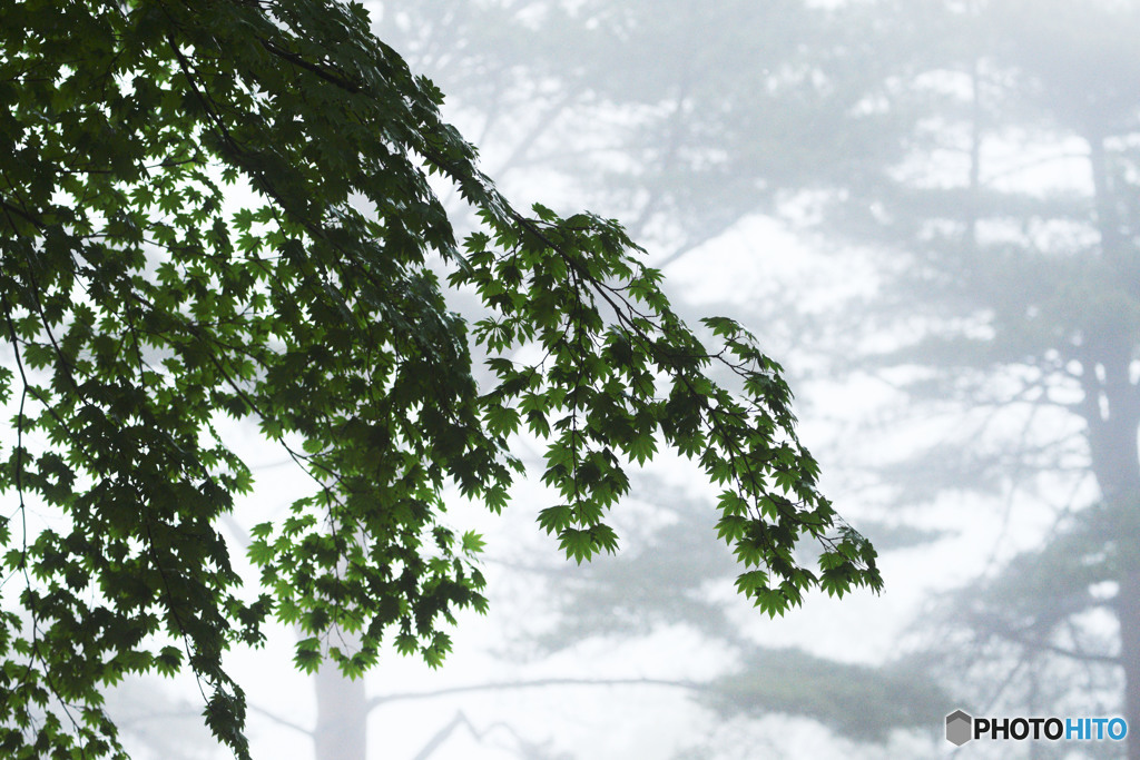 八木山に霧が立ち込める