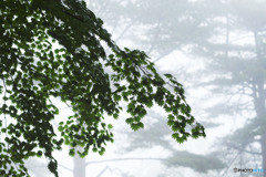 八木山に霧が立ち込める