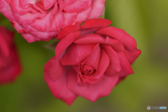 私は貴女を見過ごそうとしていた。