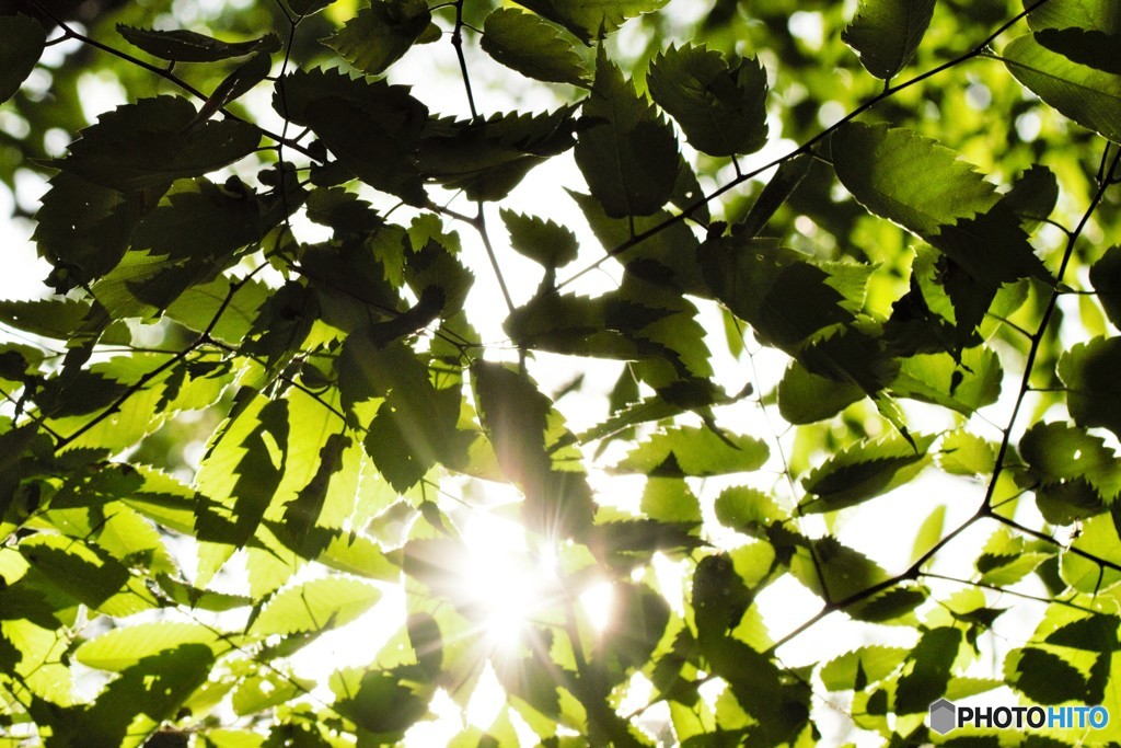 残暑お見舞い申し上げます。