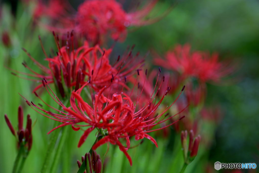 やっと見つけました。