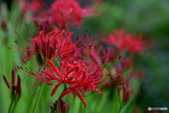 やっと見つけました。