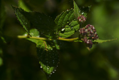 It's a wonderful water drop