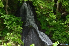 木陰からご挨拶