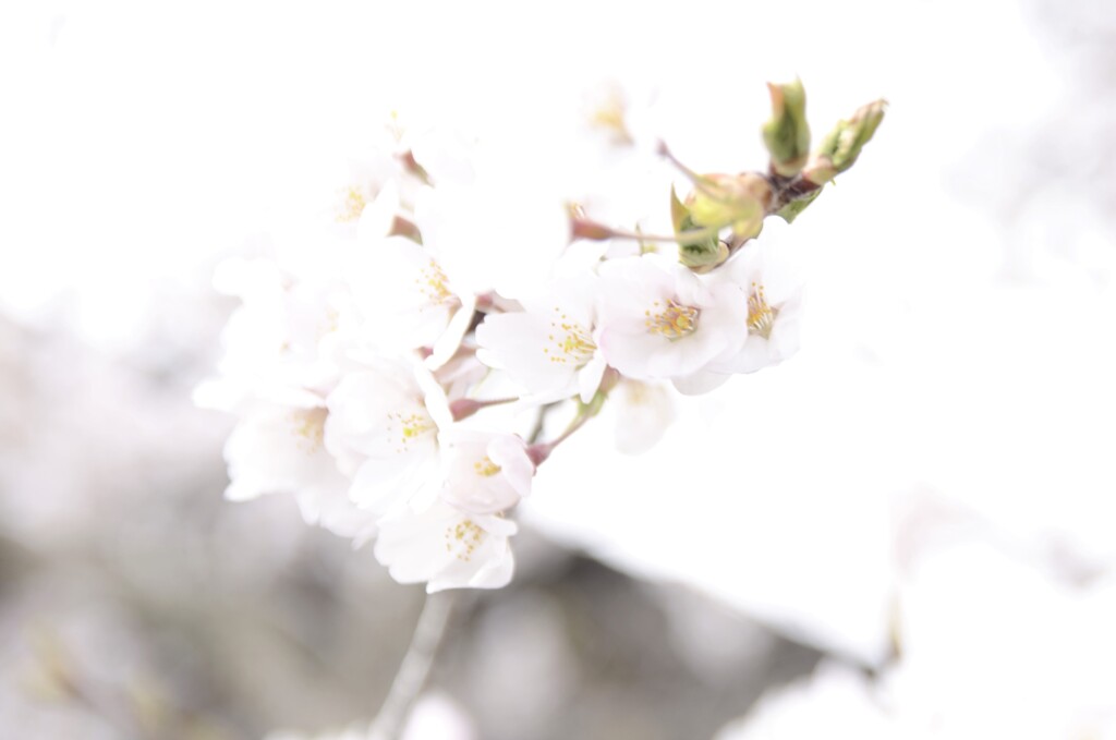 心に咲く花